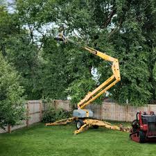 Best Storm Damage Tree Cleanup  in Princeton, KY
