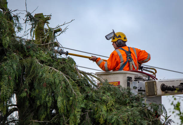 Tree and Shrub Care in Princeton, KY