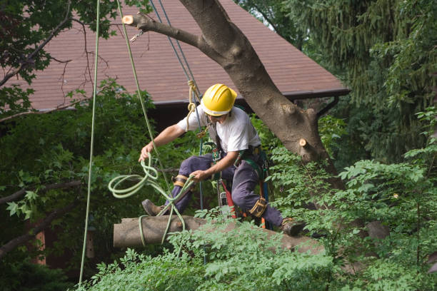 How Our Tree Care Process Works  in  Princeton, KY
