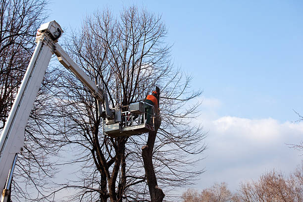 Best Hazardous Tree Removal  in Princeton, KY